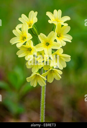 Echte Schlüsselblume (Primula Elatior), Blütenstand, Oberbayern, Oberbayern, Bayern, Deutschland Stockfoto