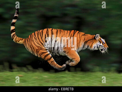 Tiger (Panthera Tigris), seitliche Rennen, Handlungen Stockfoto