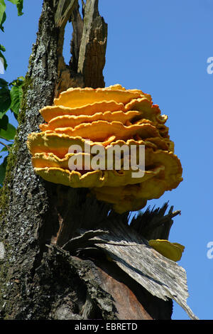 Das Huhn des Waldes, Aulphur Polypore, Schwefel-Regal (Laetiporus Sulphureus), Fruchtkörper auf einem Toten abgebrochen, Stamm, Deutschland Stockfoto