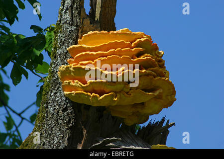 Das Huhn des Waldes, Aulphur Polypore, Schwefel-Regal (Laetiporus Sulphureus), Fruchtkörper auf einem Toten abgebrochen, Stamm, Deutschland Stockfoto