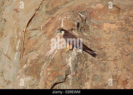 Eleonora von Falke (Falco Eleonorae) weiblich ruht auf der Klippe Stockfoto