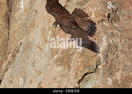 Eleonora von Falke (Falco Eleonorae) während nimmt Flug von der Klippe Stockfoto