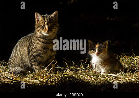 Porträt einer Tabby-Katze mit Schildpatt Kätzchen auf Stroh Stockfoto