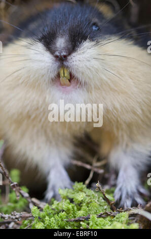 Norwegen-Lemming (Lemmus Lemmus), Knurren, Schweden, Haerjedalen, Rogen Naturreservat Stockfoto