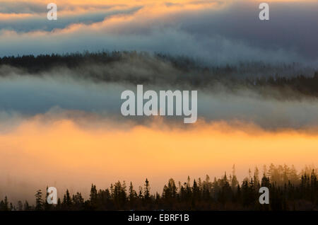 Panoramablick am Morgen über ein Tal voller Morgennebel, Norwegen, Hedmark Fylke, Engerdalsfjellet Stockfoto