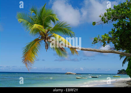 Palm Beach am Beau Vallon auf Mahé, Seychellen, Mahe Stockfoto