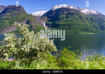 Apfelbaum (Malus Domestica), blühen Apfel Tre in Lustrafjord, Norwegen, Sogn Og Fjordane Fylke, Glanz Stockfoto