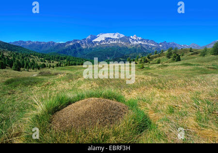 Ameisenhaufen, schneebedeckte Marmolada Gipfel im Hintergrund, Italien, Südtirol, Dolomiten Stockfoto