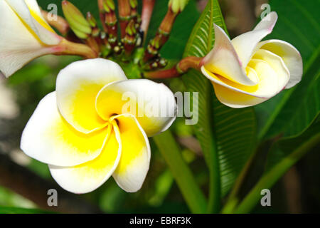 Frangipani Pflanze, Nosegaytree (Plumeria Alba), Blumen- und Flowerbud einer gelben Frangipani Pflanze, Seychellen Stockfoto