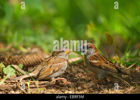 Haussperling (Passer Domesticus), Pfeifer auf dem Boden betteln, Deutschland, Nordrhein-Westfalen Stockfoto