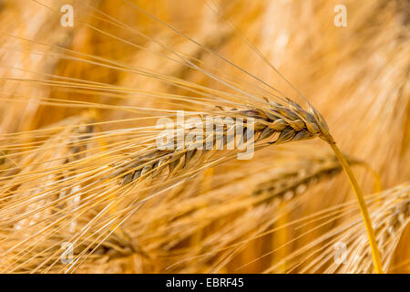 Gerste (Hordeum Vulgare), Reife Gerste, Österreich Stockfoto