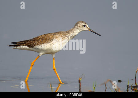 geringerer Yellowlegs (Tringa Flavipes), stehen im flachen Wasser, USA, Florida, Myakka River State Park Stockfoto