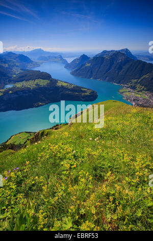 gemeinsame-Frauenmantel (Alchemilla Vulgaris), Blick vom Fronalpstock auf dem Vierwaldstättersee, Schweiz, Vierwaldstättersee Stockfoto