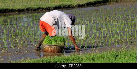 Anbau von Reis, Landwirt Pflanzen Reis, Indonesien, Bali Stockfoto