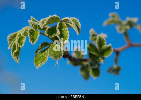 Rugosa Rosenblätter, japanische rose (Rosa Rugosa), Raureif, Oberbayern, Oberbayern, Bayern, Deutschland Stockfoto