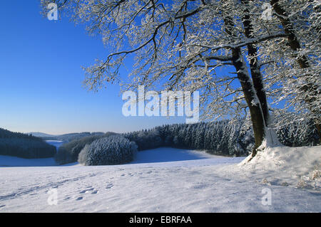 Winterlandschaft mit Schnee und Blick auf den Haldy-Turm in der Nähe von Ruenderoth, Deutschland, Nordrhein-Westfalen, Bergisches Land neu gefallen Stockfoto