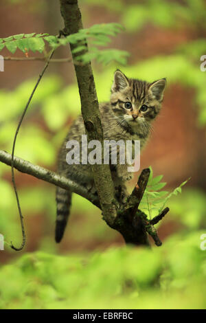 Europäische Wildkatze, Wald Wildkatze (Felis Silvestris Silvestris), Kätzchen sitzt auf einem Zweig, Deutschland, Bayern, Nationalpark Bayerischer Wald Stockfoto