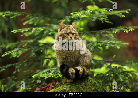 Europäische Wildkatze, Wald Wildkatze (Felis Silvestris Silvestris), Kater sitzt auf einem bemoosten Felsen in einen Wald, Deutschland, Bayern, Nationalpark Bayerischer Wald Stockfoto