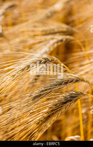 Gerste (Hordeum Vulgare), Reife Gerste, Österreich Stockfoto