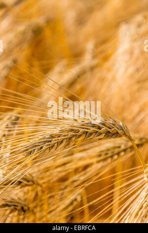 Gerste (Hordeum Vulgare), Reife Gerste, Österreich Stockfoto