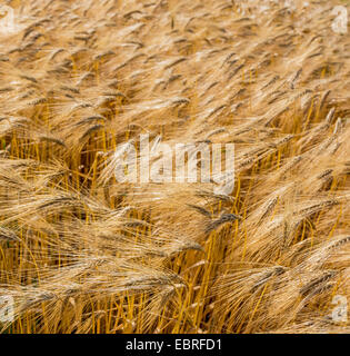 Gerste (Hordeum Vulgare), Reife Gerste eingereicht, Österreich Stockfoto