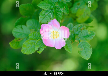 Dog rose (Rosa Canina), blühen, Deutschland, Bayern Stockfoto