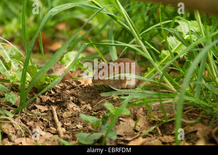 Rötelmaus (Clethrionomys Glareolus, Myodes Glareolus) auf das Futter auf einer Wiese, Deutschland, Nordrhein-Westfalen Stockfoto