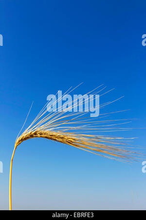 Gerste (Hordeum Vulgare), Reife Gerste Spike, Österreich Stockfoto