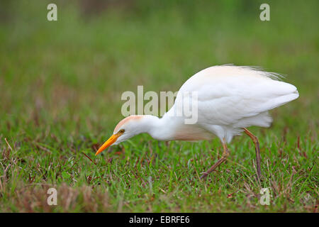 Kuhreiher, Buff-backed Reiher (Ardeola Ibis, Bubulcus Ibis), auf der Suche nach Nahrung auf Rasen, USA, Florida, Everglades Nationalpark Stockfoto