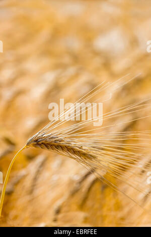 Gerste (Hordeum Vulgare), Reife Gerste, Österreich Stockfoto