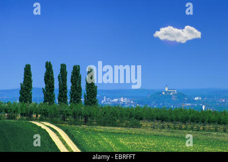 Lombardei-Pappel (Populus Nigra var. Italica, Populus Nigra 'Italica', Populus Italica, Populus Nigra Italica), Feld, Weg und fünf Pappeln im Vordergrund mit Blick auf den Michaelsberg Abbey in Siegburg, Germany, North Rhine-Westphalia, Siebengebirge Stockfoto