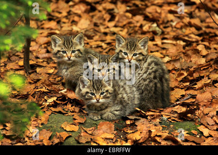 Europäische Wildkatze, Wald Wildkatze (Felis Silvestris Silvestris), vier Kätzchen sitzen zusammen auf den Waldboden, Deutschland, Bayern, Nationalpark Bayerischer Wald Stockfoto