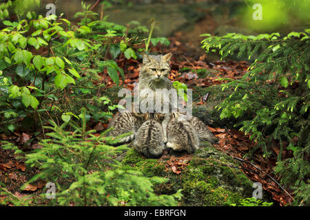 Europäische Wildkatze, Wald Wildkatze (Felis Silvestris Silvestris), Katze sitzt auf den Waldboden und Spanferkel seine Jungtiere, Deutschland, Bayern, Nationalpark Bayerischer Wald Stockfoto