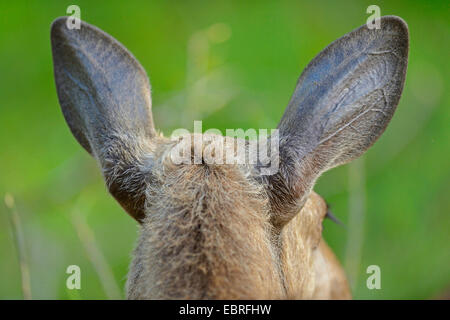 Elche, Europäischen Elch (Alces alces alces), Elch ┤ s Ohren, Rückansicht, Deutschland, Bayern, Nationalpark Bayerischer Wald Stockfoto