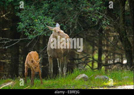 Elch, Europäischen Elch (Alces Alces Alces), Kuh Elch mit Kalb in einem Wald, Deutschland, Bayern, Nationalpark Bayerischer Wald Stockfoto