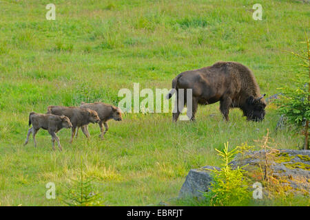 Europäische Bison, Wisent (Bison Bonasus), auf einer Wiese im Frühsommer, Deutschland, Bayern, Nationalpark Bayerischer Wald Stockfoto