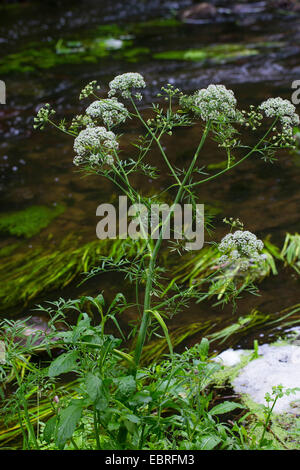 Wasserschierling, Wasser Hemlock, nördlichen Wasser Hemlock (Cicuta Virosa, Engelwurze Virosum), blühen, Deutschland Stockfoto