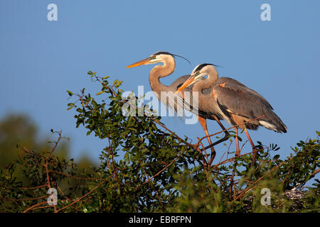 Great Blue Heron (Ardea Herodias), paar im Nest, USA, Florida, South Venice Stockfoto