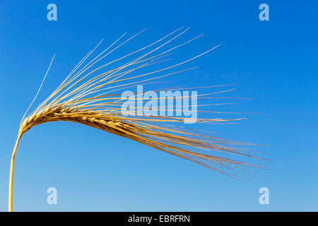 Gerste (Hordeum Vulgare), Reife Gerste Spike, Österreich Stockfoto