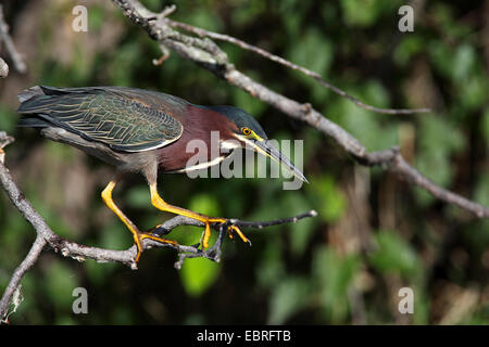 Grün-backed Reiher, Grün unterstützt Reiher (Butorides Spinosa), stehend in einem Busch über Wasser, USA, Florida, Everglades Nationalpark Stockfoto