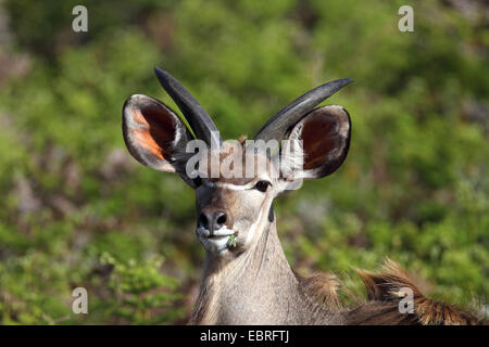 große Kudu (Tragelaphus Strepsiceros), Kopf Portrait eines jungen Mannes, Südafrika, Kgaswane Mountain Reserve Stockfoto