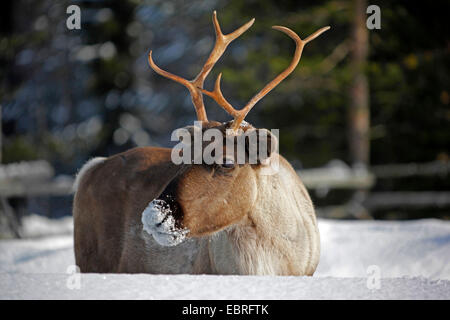 Rentier, Karibu (Rangifer Tarandus), Porträt von einem Rentier in der verschneiten Lappland, Finnland, Lappland Stockfoto