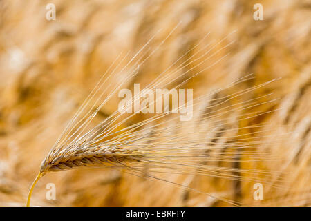 Gerste (Hordeum Vulgare), Reife Gerste, Österreich Stockfoto