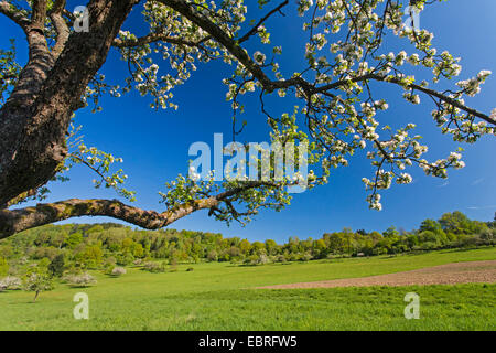gemeinsamen Birne (Pyrus Communis), Baum Zweige der blühenden Birnbaum am Rande einer Frucht Wiese, Deutschland, Baden-Württemberg, Landschaftsschutzgebiet Breitenstein, Naturpark Neckartal-Odenwald Stockfoto
