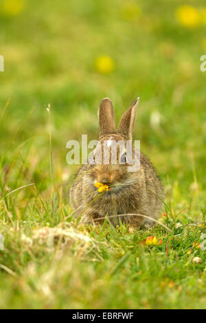 Europäischen Kaninchen (Oryctolagus Cuniculus), füttert Blumen auf einer Wiese, Deutschland, Niedersachsen, Norderney Stockfoto