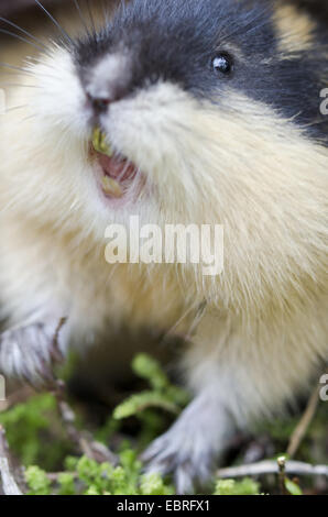 Norwegen-Lemming (Lemmus Lemmus), Knurren, Schweden, Haerjedalen, Rogen Naturreservat Stockfoto