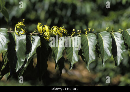 Ylang-Ylang (Cananga Odorata), blühenden Zweig, Madagaskar Stockfoto