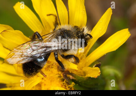 Ashy Bergbau-Biene, Bergbau-Biene (Andrena Aschenpflanze), Männchen auf eine gelbe Blume, Deutschland Stockfoto