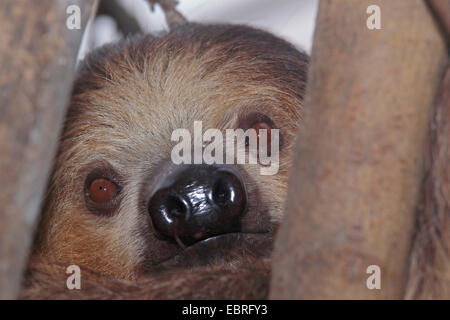 Linné die zwei – Finger Faultiere oder südlichen zwei-toed Sloth (Choloepus Didactylus) Close Up Stockfoto