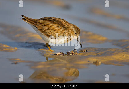 Wenigsten Strandläufer (Calidris Minutilla), auf das Futter an der Beach, USA, Florida, Bunche Beach Stockfoto